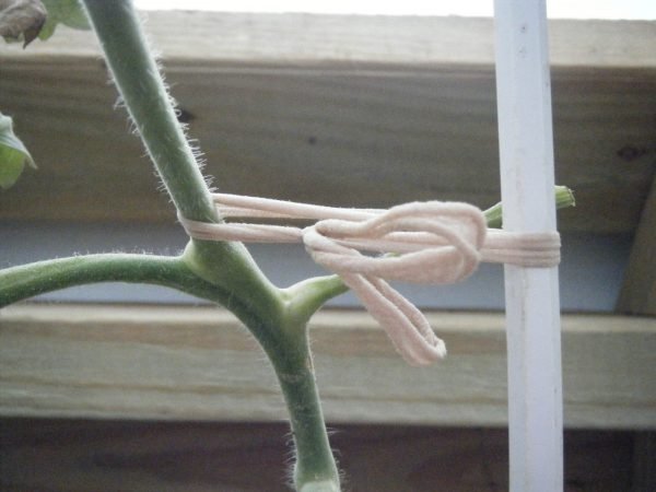 Подвязка растений