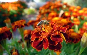 бархатцы пчела