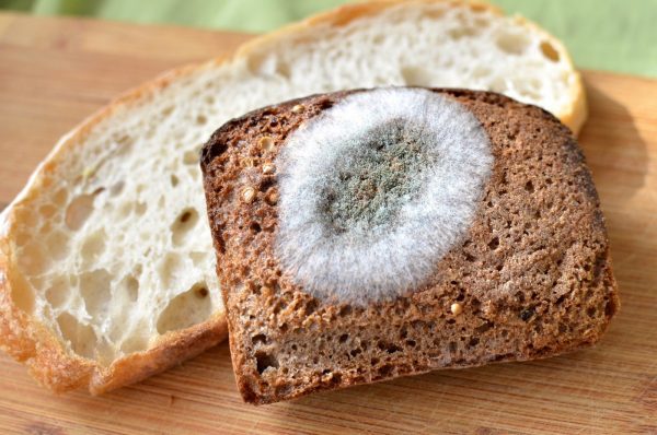Ломтик хлеба с плесенью