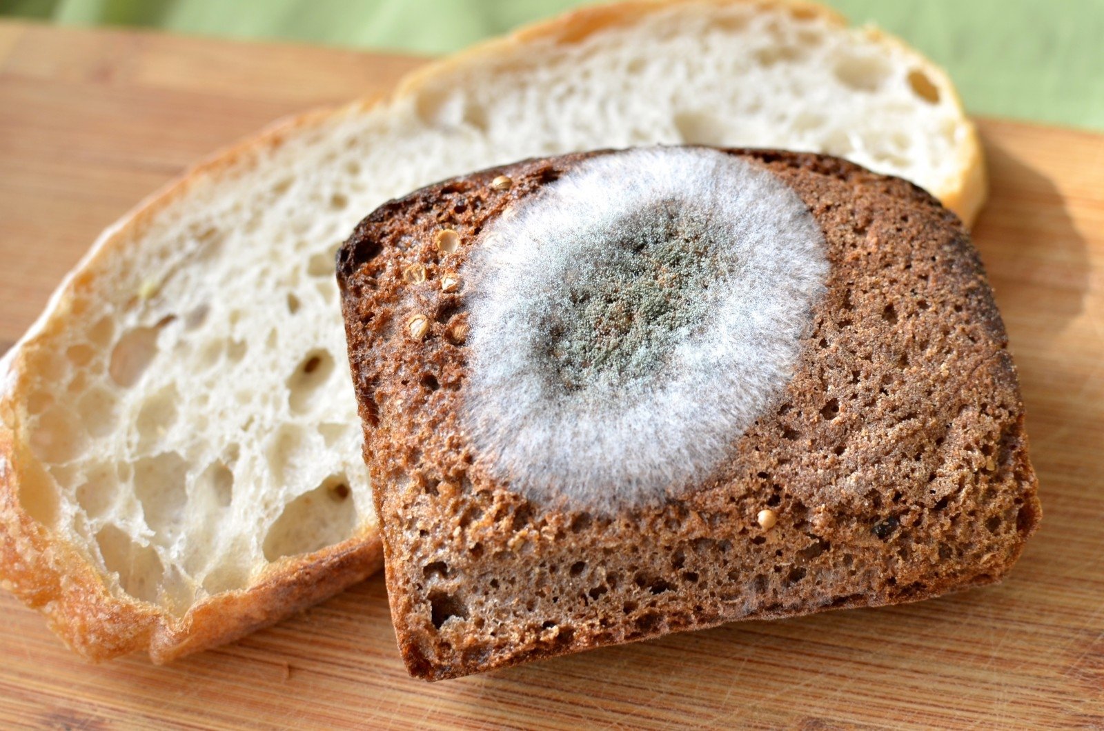 Ломтик хлеба с плесенью.