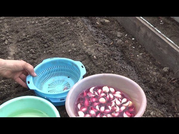 Посадка чеснока весной в открытый грунт в ленинградской области