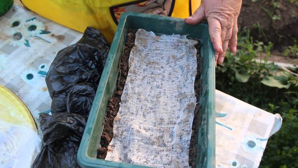 Как выращивать базилик в открытом грунте из семян?