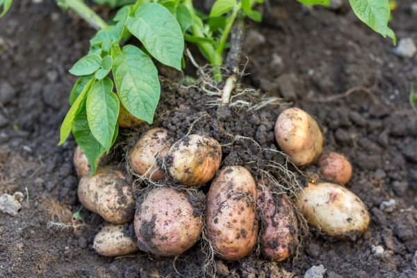 Урожай с куста картофеля