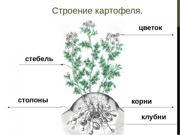 Схема корневой система картофеля