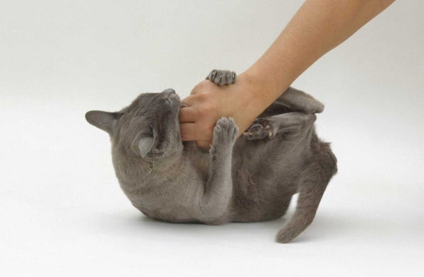Отпихивающая руку кошка