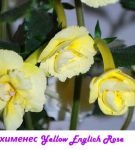 Ахименес Yellow English Rose