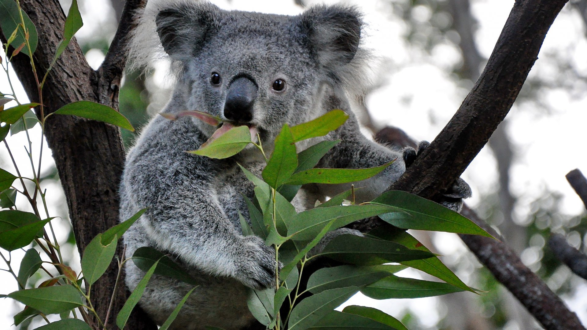 Милые внешне коалы имеют довольно агрессивный и злобный нрав.