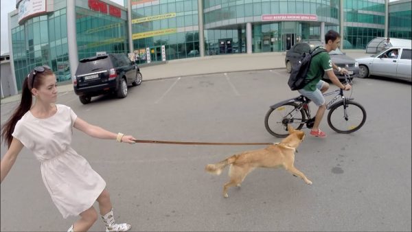 Собака лает на велосипедиста