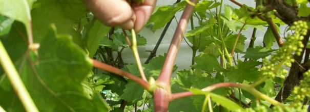 Как провести обрезку винограда летом от ненужных побегов + видео