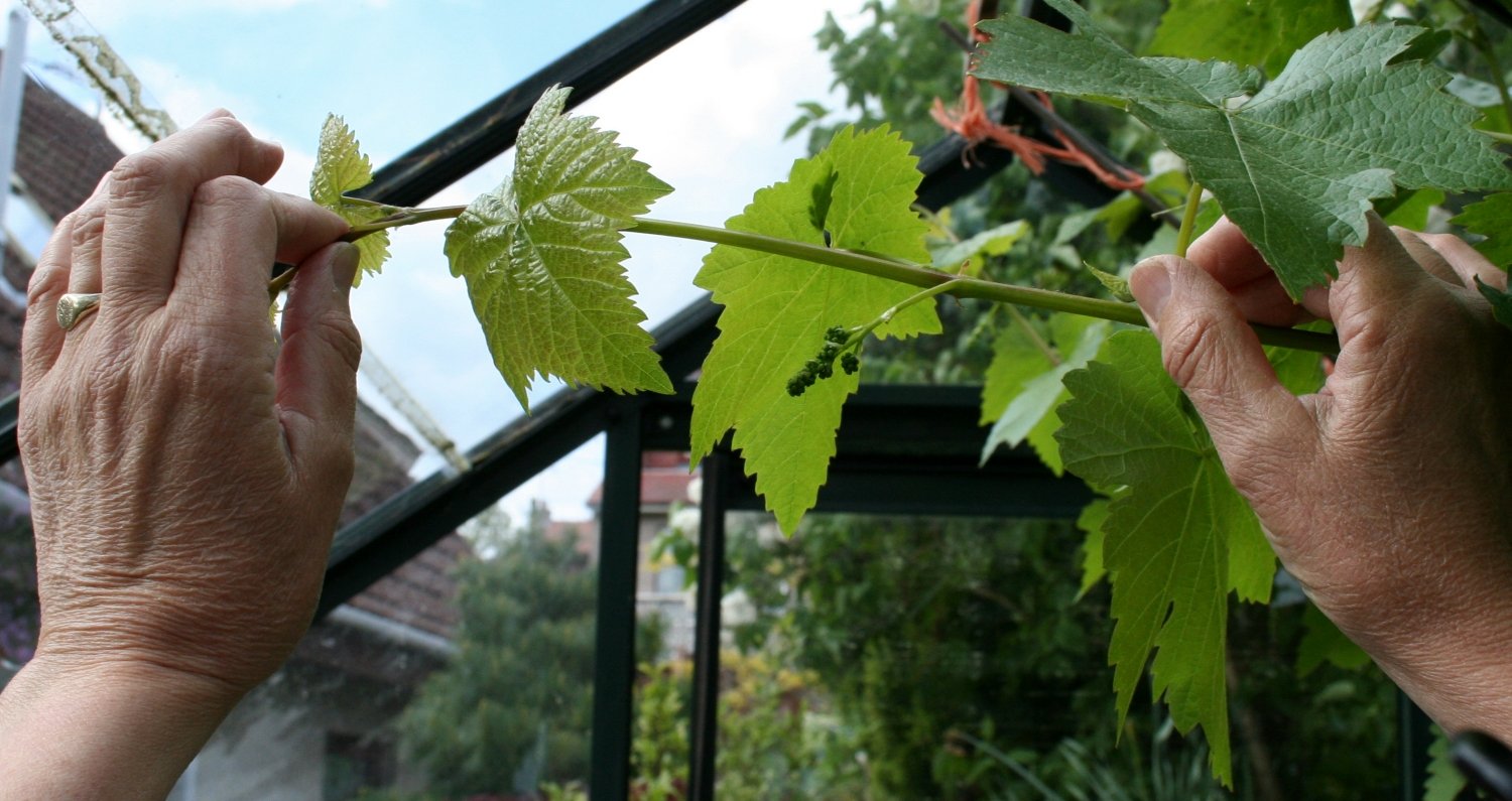 Чеканка винограда летом для начинающих фото пошагово в домашних условиях