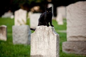 кошка на кладбище