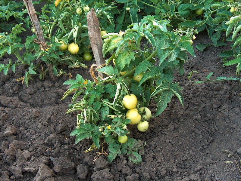 Куст помидоров