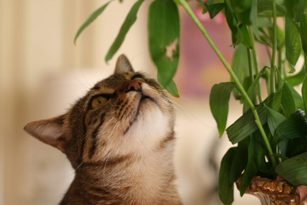 Кот и растение