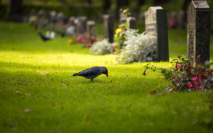 птица на кладбище