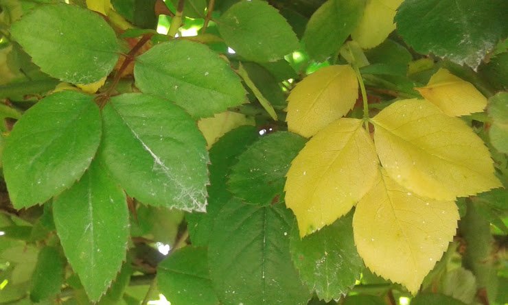 Как Сделать Желтые Листья На Фото