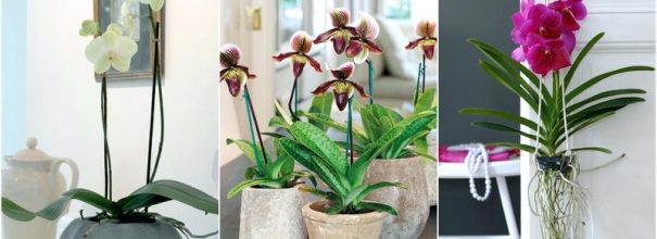 Орхидеи в доме