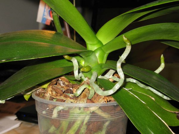 Корни орхидеи