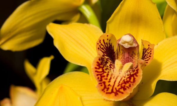 Пыльца орхидеи