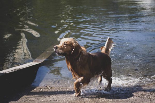 Собака выходит из воды