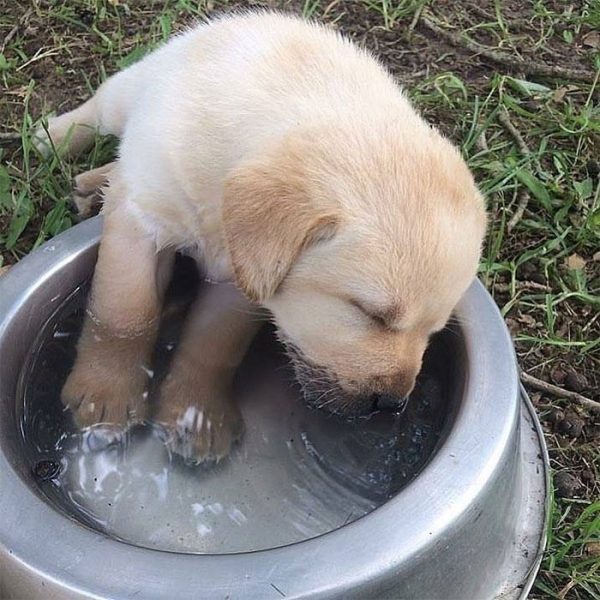 Собака и миска с водой
