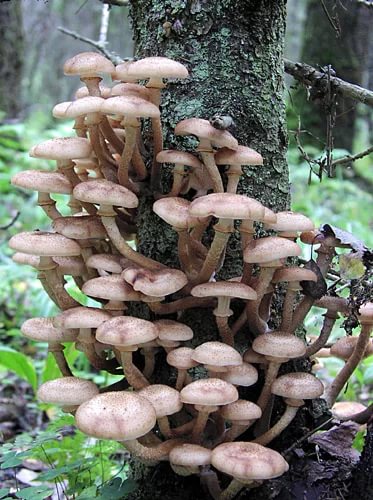 Опята — грибы сюбочкой