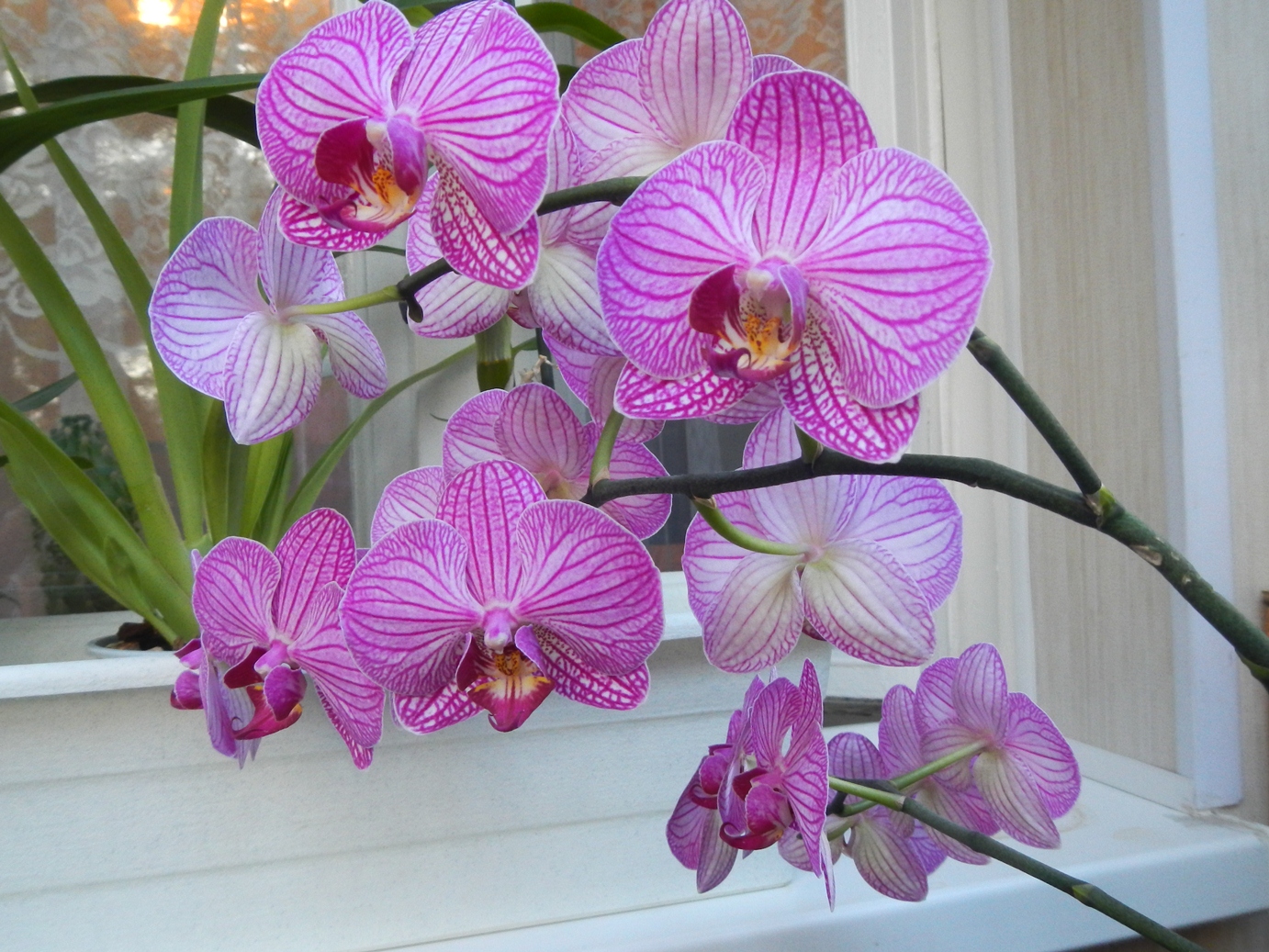 Название Фото Комнатных Орхидей