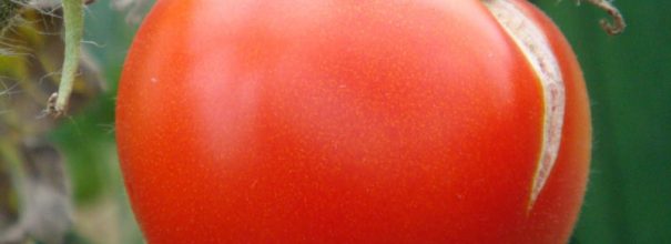 Треснутый помидор