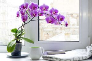 10 орхидей, которые лучше других подойдут для выращивания в комнате