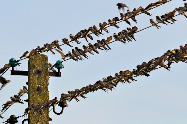 птицы на проводах