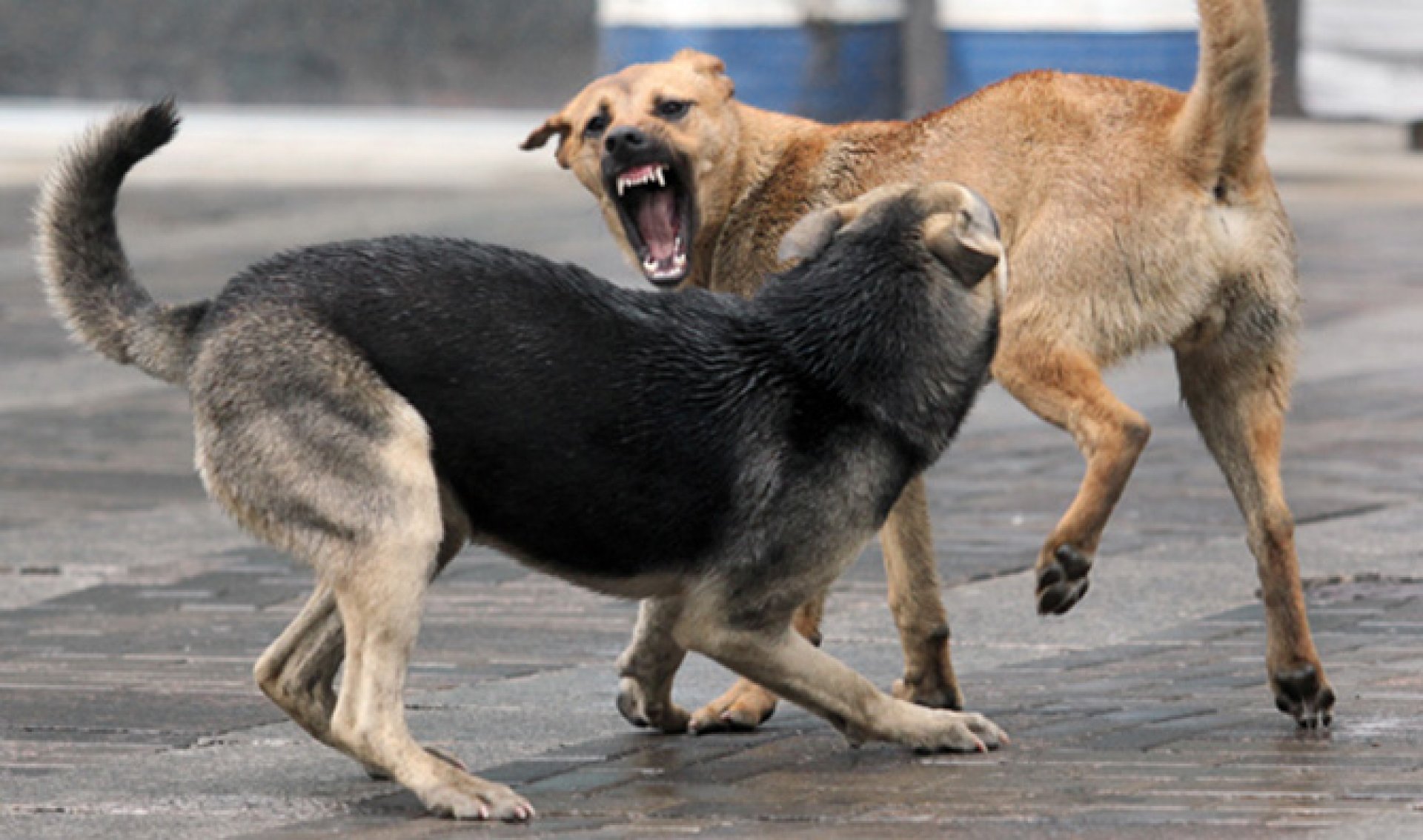 Атакующие собаки