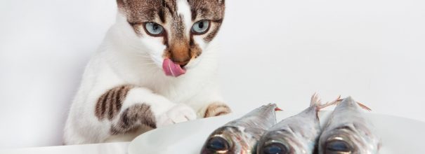Кошка с рыбой