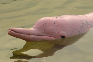 Розовый дельфин