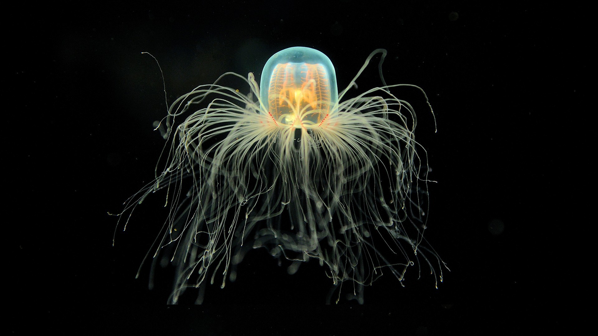 Существо живущие в телефоне. Медуза Turritopsis dohrnii. Бессмертная медуза Turritopsis. Turritopsis dohrnii бессмертные медузы. Медуза Туритопсис нутрикула.