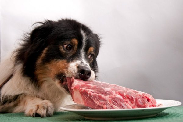 Собака и кусок мяса